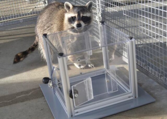 Raccoon interacting with puzzle box.
