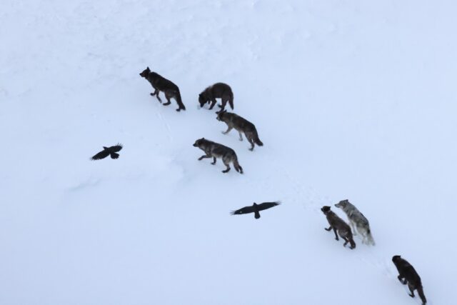 Two ravens soar above a wolf pack in Yellowstone. This type of short-distance following is common, but prolonged following is extremely rare.