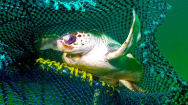 Sea turtle in a fishing net