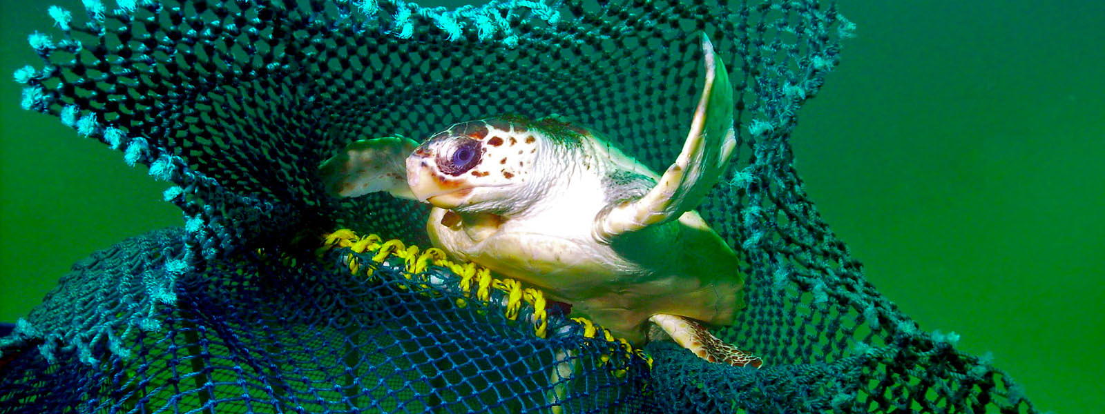 How new fishing tech can reduce bycatch of turtles and other creatures