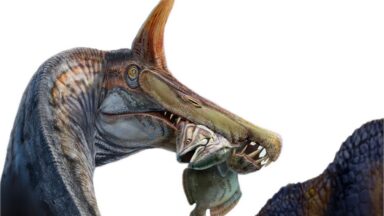 Artist's conception of the new Spinosaurus species, showing long, narrow jaws and spike on the top of its head.