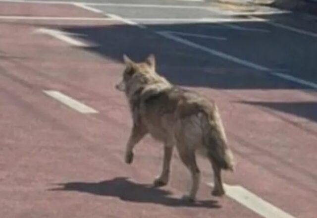 Man Faces 5 Years for AI-Faked Wolf Sighting