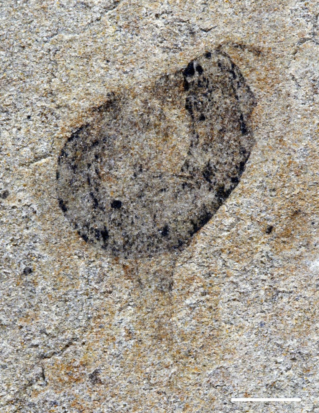 Una figura corporea curva, simile a un verme, con numerose appendici a un'estremità. Carbonio scuro in arenaria.