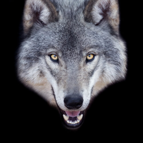 韩国男子用AI生成逃跑狼假照片，面临5年监禁