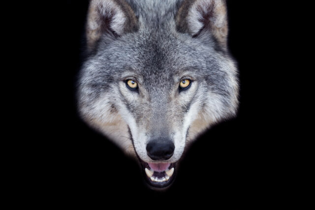 Man faces 5 years in prison for using AI to fake sighting of runaway wolf