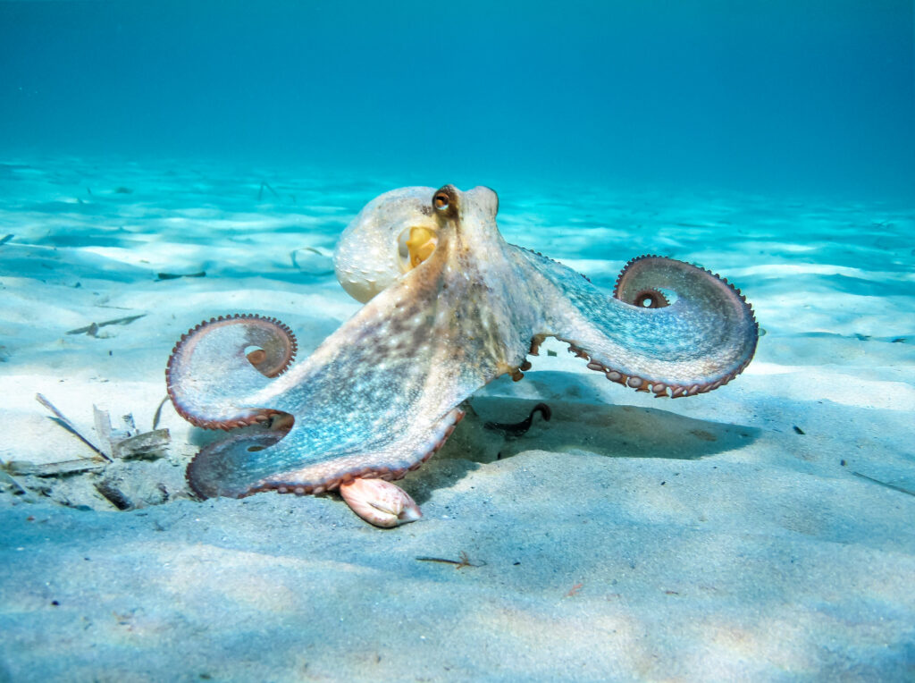 Oldest octopus fossil found to not be an octopus - Ars Technica