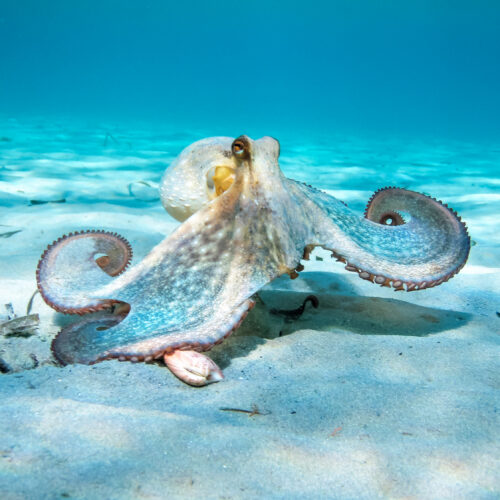Oldest octopus fossil found to not be an octopus