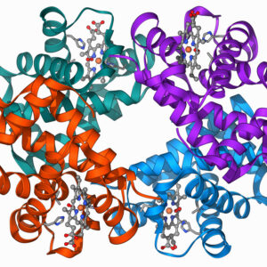 A computer-generated view of the four proteins in a molecule of hemoglobin, shown as different colored ribbons that trace out the structure.