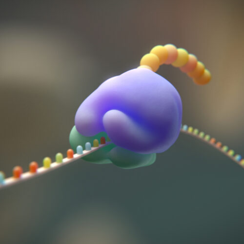 Researchers try to cut the genetic code from 20 to 19 amino acids