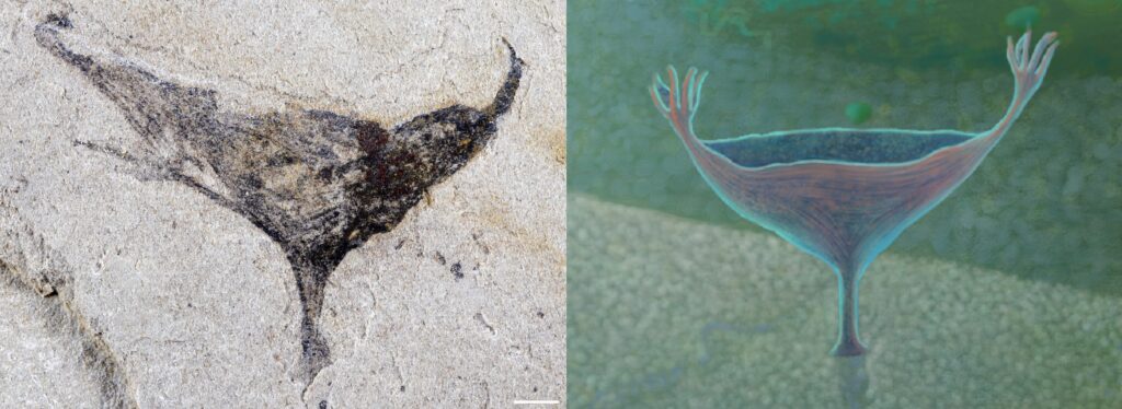 Two images, one a photo and one a cartoon, showing a cup-shaped body with tentacles at both ends, and a stalk connecting it to the ocean floor.
