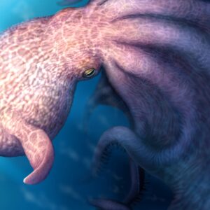 An artist's conception of a very bulky octopus with small fins on its mantle.