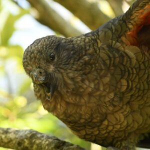 parrot with no beak looking into the camera as if in challenge from his perch