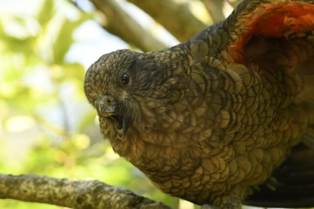 parrot with no beak looking into the camera as if in challenge from his perch