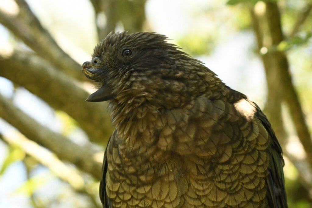 closeup of kea parrot with upper beak missing