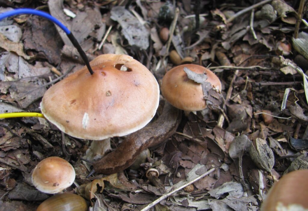 Close-up of mushrooms with electrodes attached.
