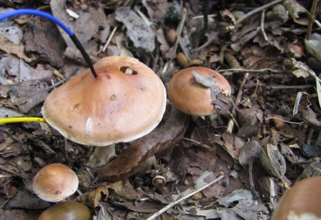 Close-up of mushrooms with electrodes attached.
