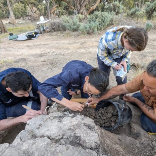 Australian Aboriginals cared for a dingo's grave for decades
