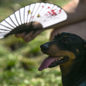 dochshund being fanned in the heat