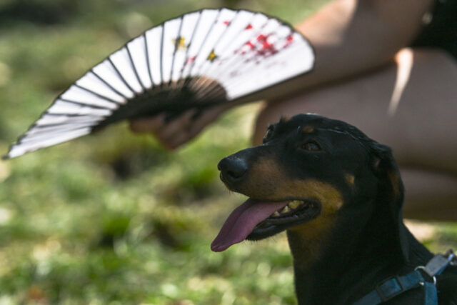 dochshund being fanned in the heat
