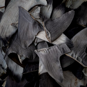 A pile of shark fins are displayed.