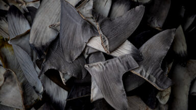 US Considers Seafood Sanctions Amidst China's Shark Finning Crisis