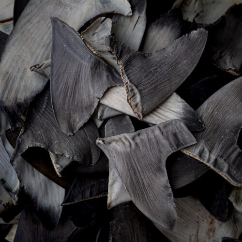 China’s shark finning could lead to US seafood sanctions