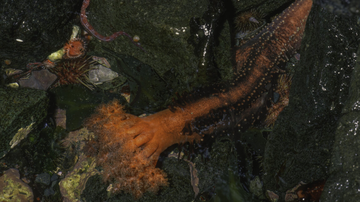 Image of a rocky ocean floor with a living orange tube tipped with an elaborate front.