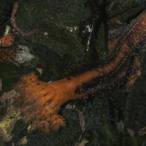 Image of a rocky ocean floor with a living orange tube tipped with an elaborate front.