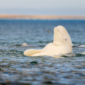 A beluga whale lifts its head above the green ocean water.