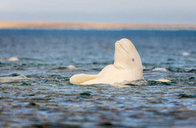 A beluga whale lifts its head above the green ocean water.