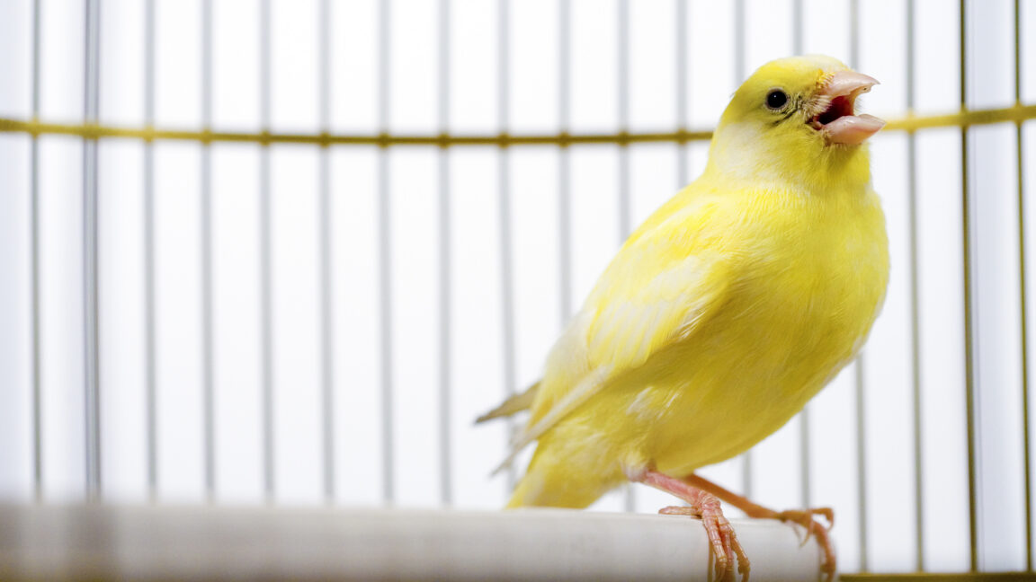 La 'canary trap' in Canada: un metodo semplice per la sovranità dei dati