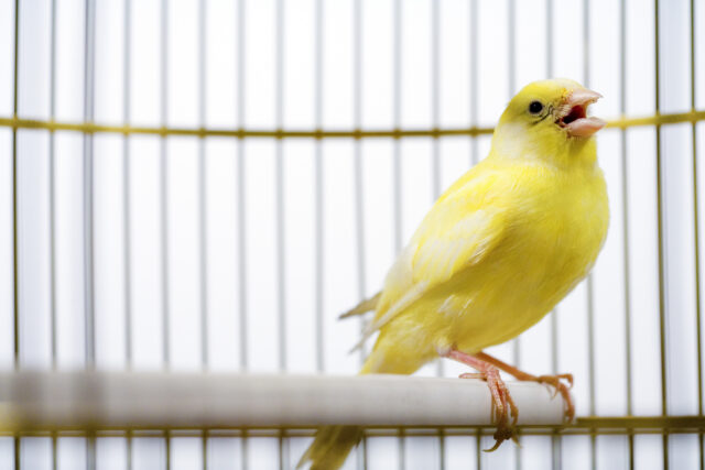 Canadian election databases use “canary traps”—and they work