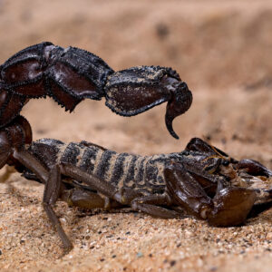 A sandy environment with a large brown scorpion shown in profile.