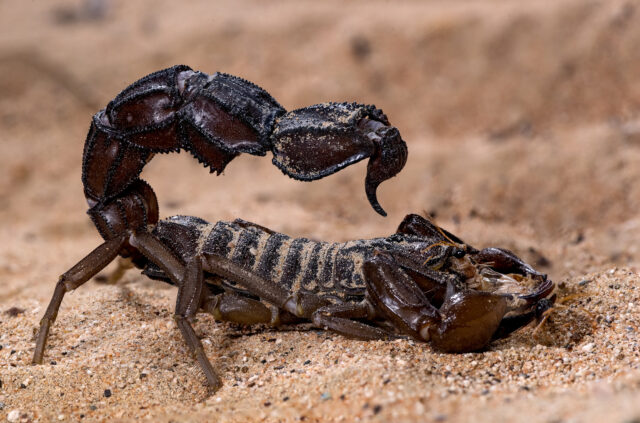 Scorpions go terminator mode and reinforce their weapons with metal
