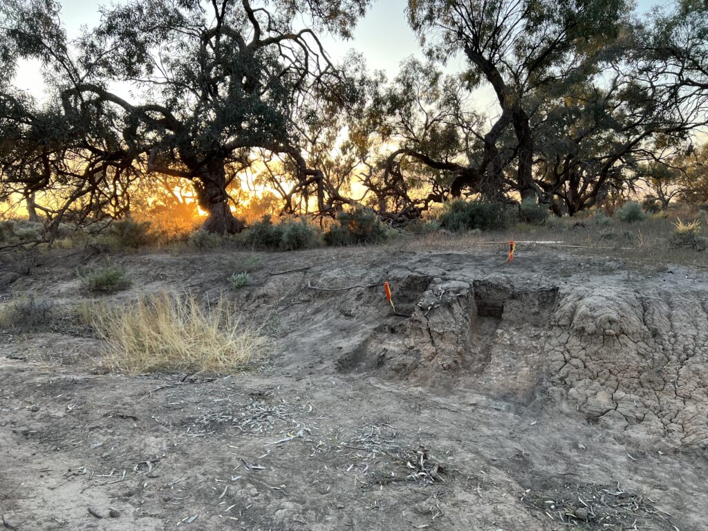 sun sets behind a scraggly treeline. In the foreground, bones erode out of a low embankement