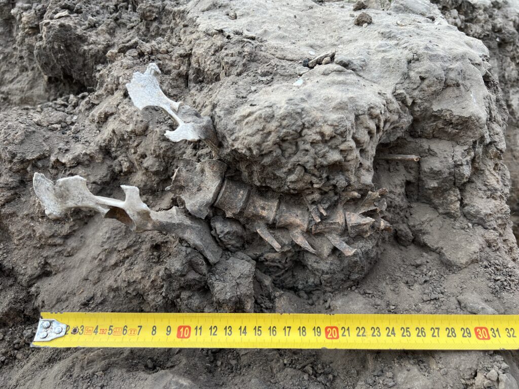 photo of a dino skeleton partial buried in dry soil