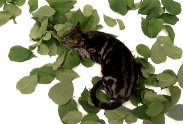 tabby cat rolling around in silver vine leaves
