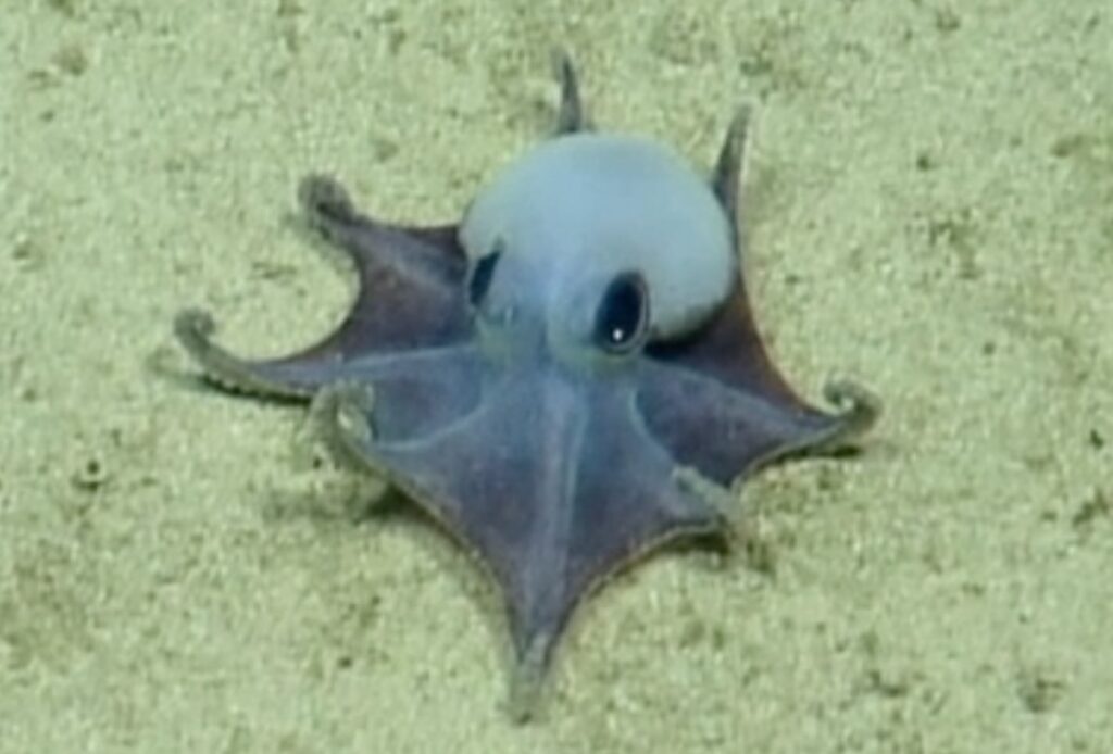 Screen grab of the octopus from the ROV footage