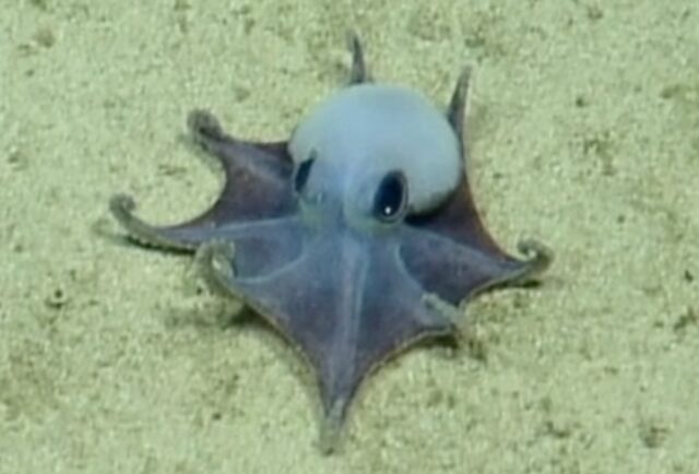 Screen grab of the octopus from the ROV footage
