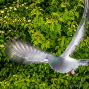 Homing pigeon being released by scientist at Max Planck Institute of Animal Behavior in Germany.