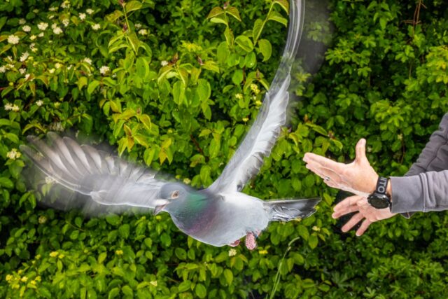 Homing pigeon being released by scientist at Max Planck Institute of Animal Behavior in Germany.