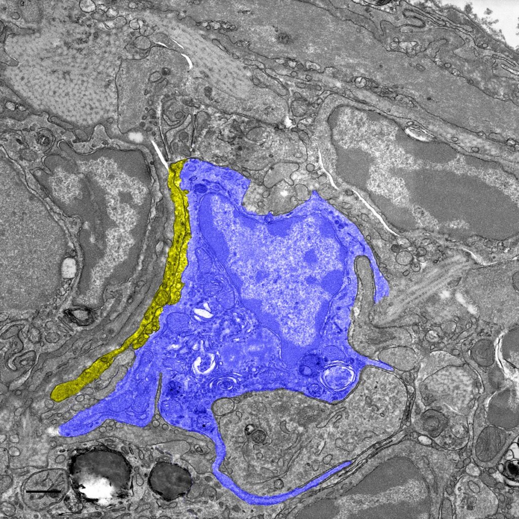 Electron microscopy image of pigeon liver tissue shows hepatic macrophage (blue) in contact to nerve fiber (yellow), which enables them to transmit (“magnetic”) information to the pigeon brain.