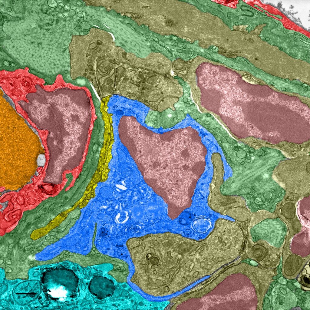Electron microscopy image of pigeon liver tissue, with full colorization of cells
