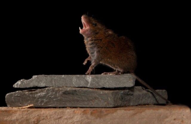 This singing mouse species (Scotinomys teguina) thrives in the cloud forests of Costa Rica.