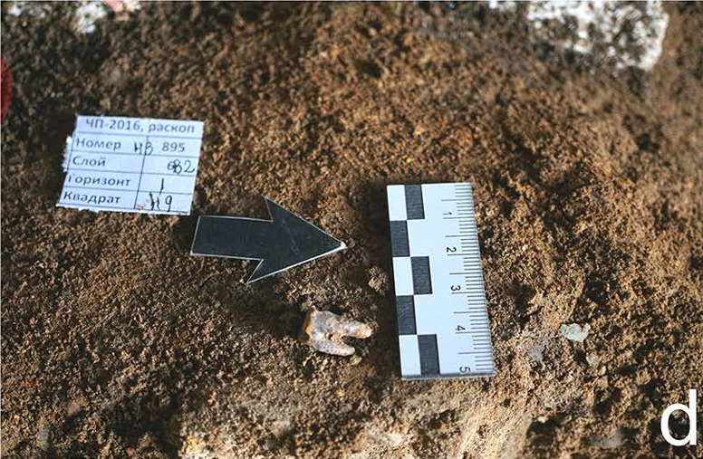 photo of a tooth lying on a dirt floor alongside a scale bar