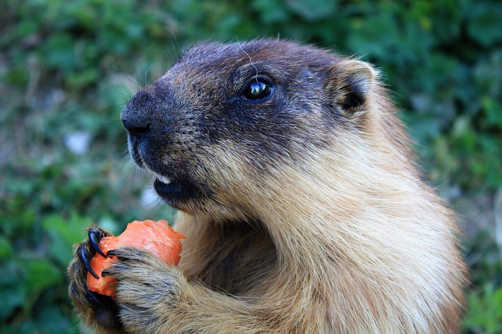 photo of a furry rodent holding a fruit between its cute little paws and probably also carrying the plague