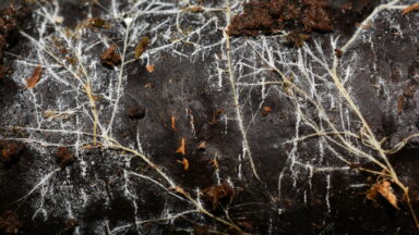 Mapping the Unseen: Vast Fungal Networks Stretch Beyond Our Solar System
