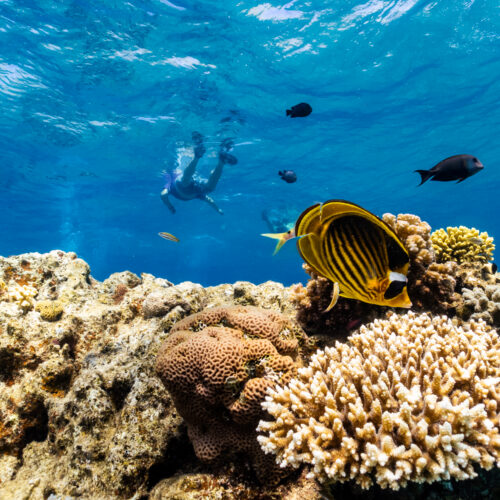 As global warming threatens corals, scientists search for reefs that can take the heat
