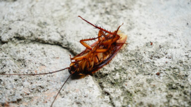 Unveiling the Hidden Genetic Connections: Cockroaches and Their Bacterial DNA
