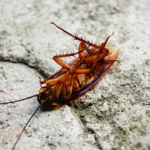 Cockroaches scurry around with thousands of pieces of bacterial genomes